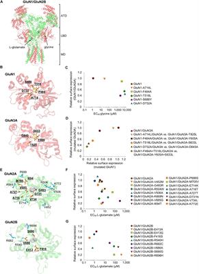 The Extracellular Domains of GluN Subunits Play an Essential Role in Processing NMDA Receptors in the ER